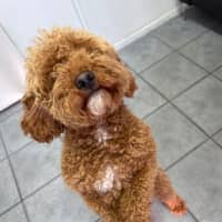 Photo of Rufus Dufus