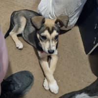 Photo of Balto (Spyro)