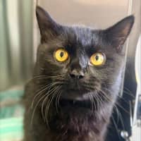 Photo of Sir Smoochalots