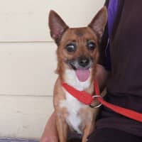 Photo of Bella