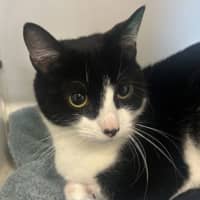 Photo of Cotton