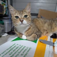 Photo of Honey Clowder