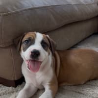 Photo of Remi   8 Week Old Cattle Dog X Staffy