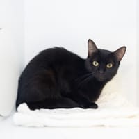 Photo of Madam Velvet