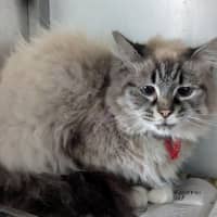 Photo of Fluffy
