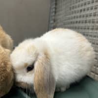 Photo of Cinnamon Bun