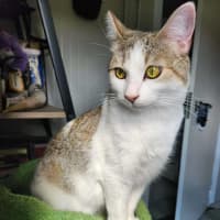 Photo of Fawn