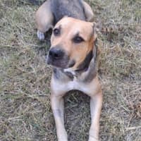 Photo of Mali *$250 Adoption Fee*