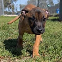 Photo of Cocoa