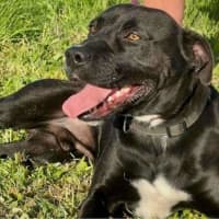 Photo of Boof