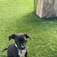 Photo of Basil   4 Month Old Staffy X