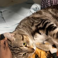 Photo of Milo