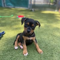 Photo of D1196 Wallace