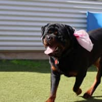 Photo of Sumo The Sun Bear