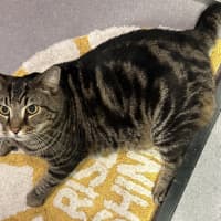 Photo of Tiger