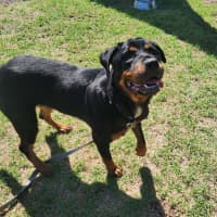 Photo of Myrtle (68411)