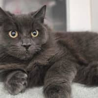 Photo of Smokey