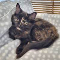 Photo of Princess Peach