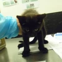 Photo of Micki (Bonded With Fluffy)