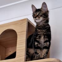 Photo of Jj