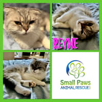 Photo of Reyne (Rain)