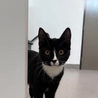 Photo of Nova