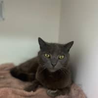 Photo of King Louie (0617)