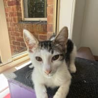Photo of Buzz