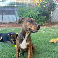 Photo of Chestnut (Chester)