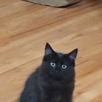 Photo of Sqeaks