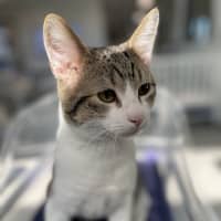 Photo of Benson