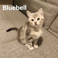 Photo of Kitten Bluebell