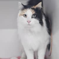 Photo of Angel