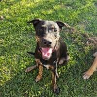 Photo of Scarlet *$350 Adoption Fee*