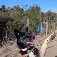 Photo of Black Forest