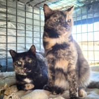 Photo of Lollipop 🍭