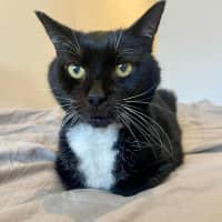 Photo of Socks 