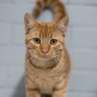 Photo of Samson