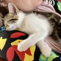 Photo of Percy