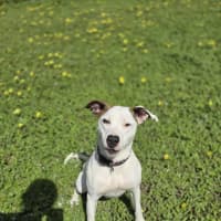 Photo of Jasmine
