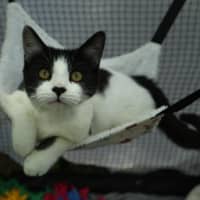 Photo of Stitch