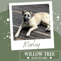 Photo of Marley