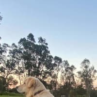 Photo of Bailey