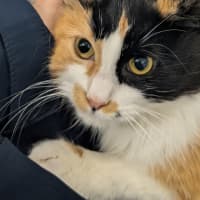 Photo of Cookie 
