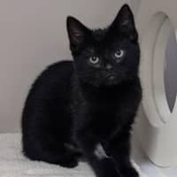 Photo of Luna
