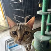 Photo of Luna & Jinx 