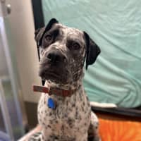 Photo of Muffin