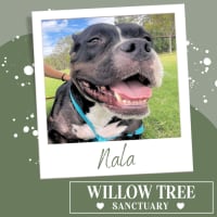 Photo of Nala