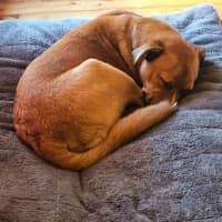 Photo of Croissant   9 Month Old Mixed Breed