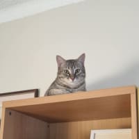 Photo of Loki